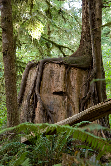 [Old Tree/New Tree]