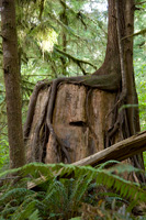 Old Tree/New Tree