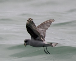 Fork-tailed Storm-Petrel