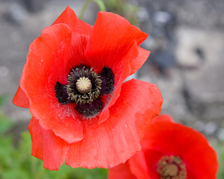 [Red Corn Poppy]