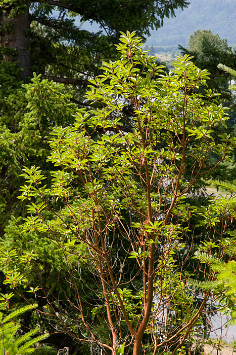 [Pacific Madrone]