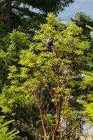 Pacific Madrone