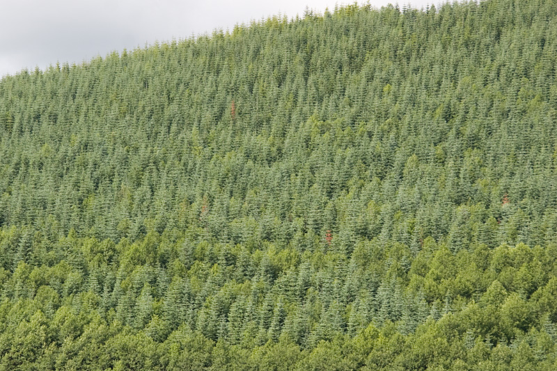 [Noble Fir Forest]