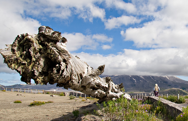 [Mt. St. Helens Tree]