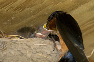 Barn Swallow