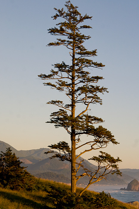 [Sitka Spruce and Haystack Rock]