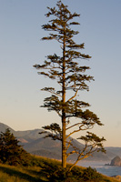 Sitka Spruce and Haystack Rock