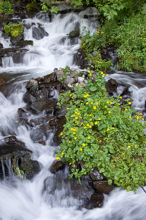 [Flowers at Wahkeena Falls]