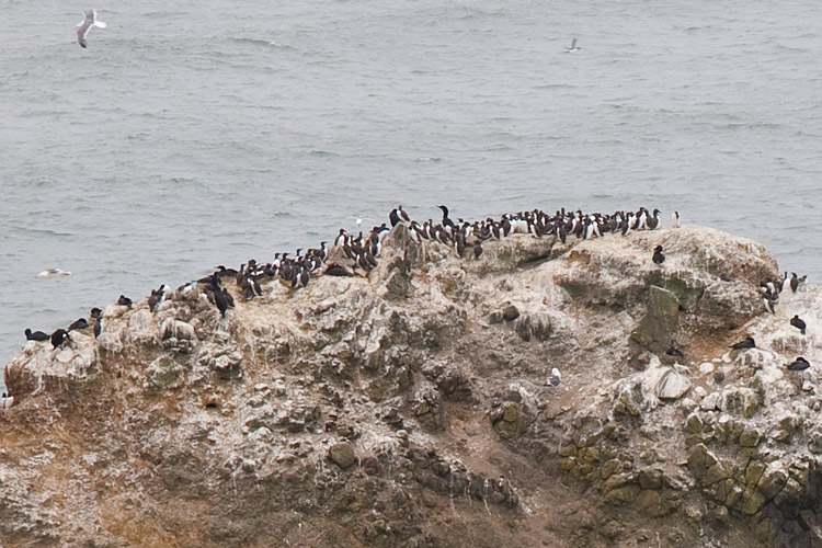 [Seabird Colony]