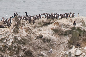 Seabird Colony Closeup