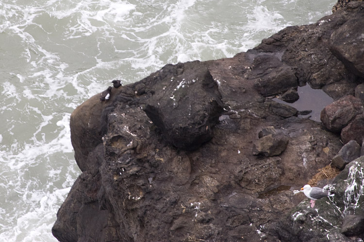 [Pigeon Guillemots]