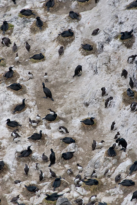 [Murres and Cormorants]