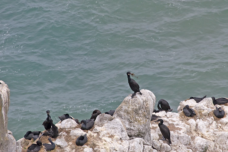 [Brandt's Cormorants]