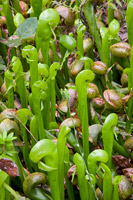 Darlingtonia