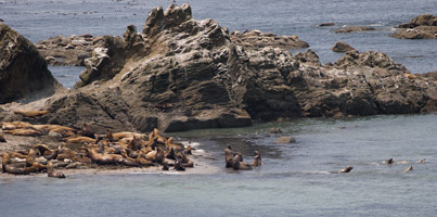 Steller's Sea Lions