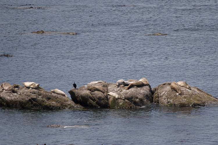 [Harbor Seals and Cormorant]