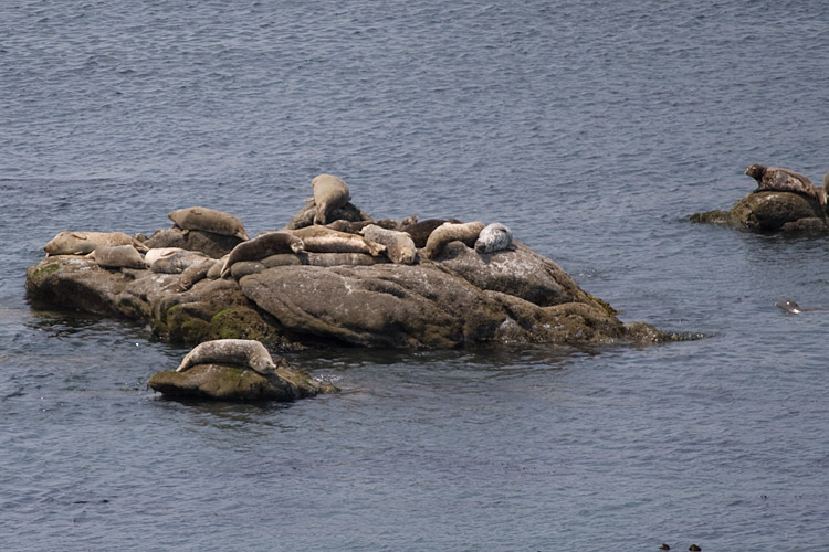 [Harbor Seals]