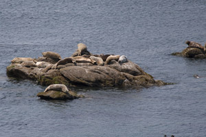 Harbor Seals