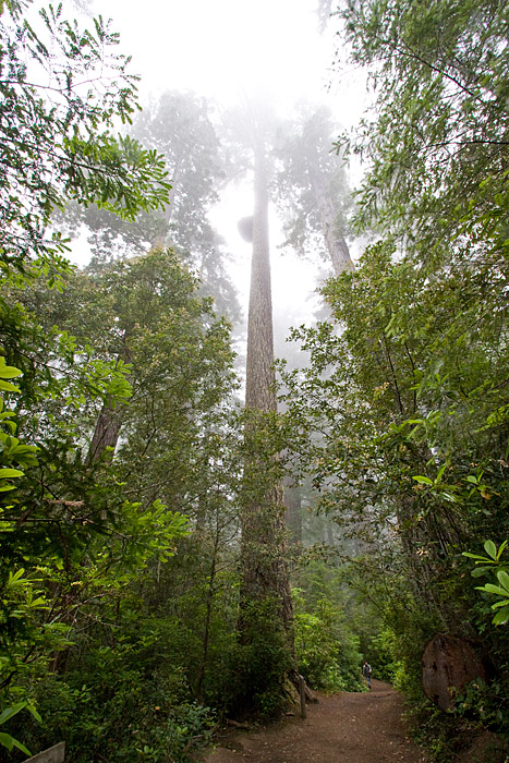 [Redwoods]