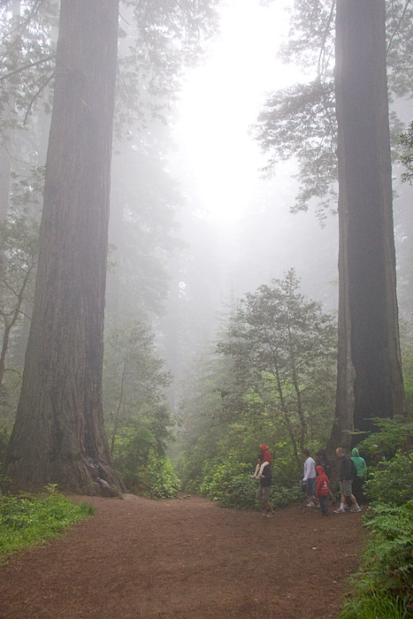 [Redwoods]