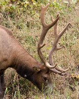 Elk