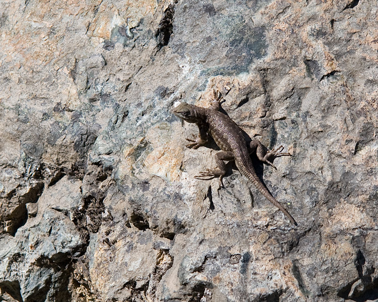 [Western Fence Lizard]