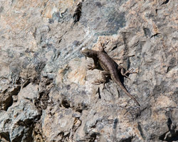 Western Fence Lizard