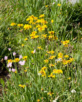 Wildflowers