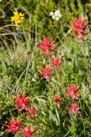 Wildflowers