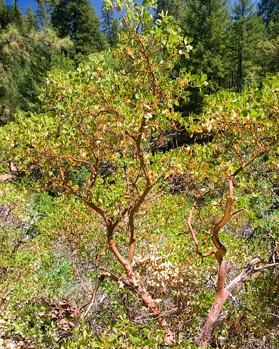 [Greenleaf Manzanita]