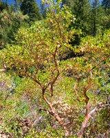 Manzanita