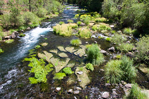 Burney Creek