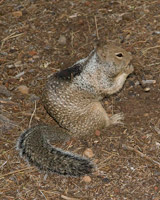 California Ground-Squirrel