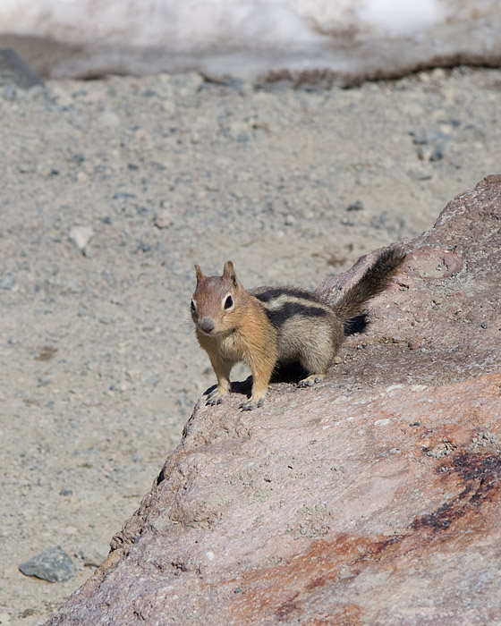 [Golden-mantled Ground-Squirrel]