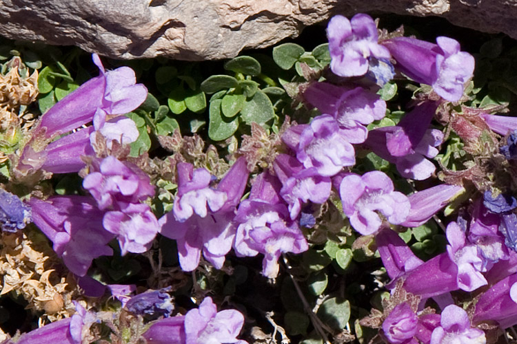 [Rock Penstemon]