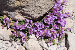 Rock Penstemon