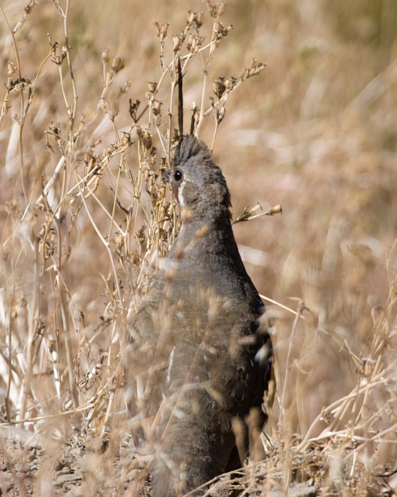 [California Quail]