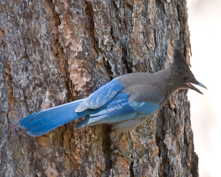 [Steller's Jay]