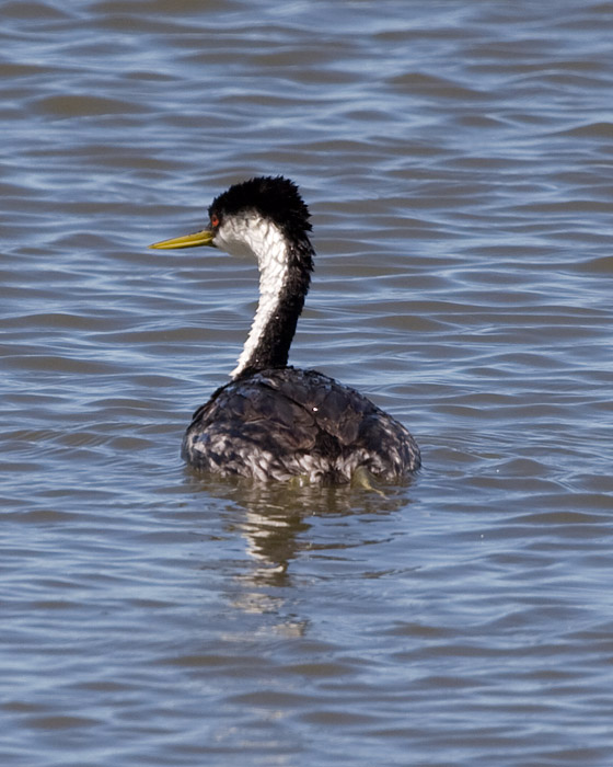 [Western Grebe]