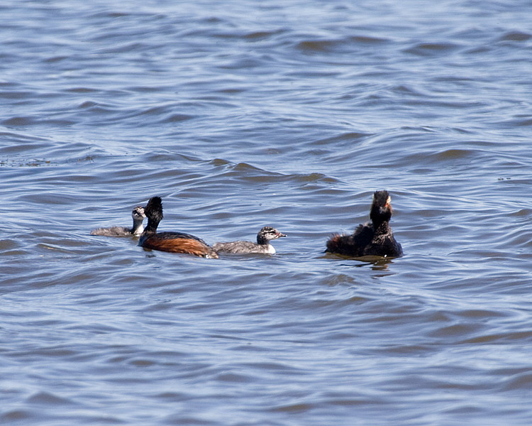 [Eared Grebes]