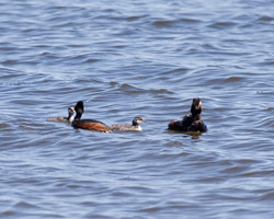 Eared Grebes