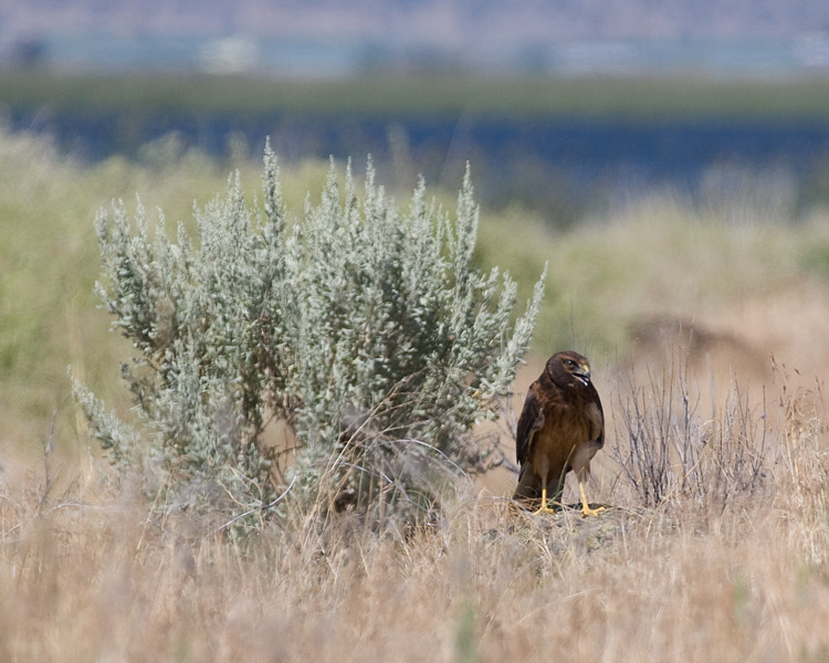 [Northern Harrier]