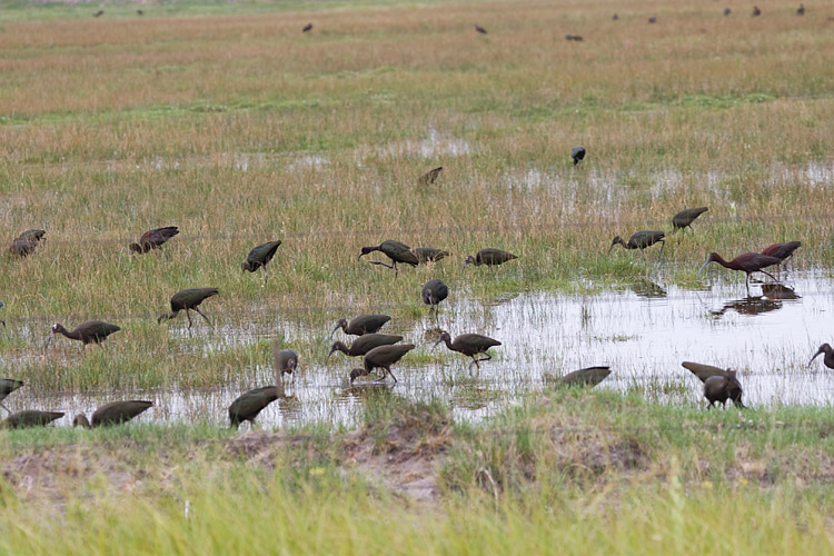 [White-faced Ibis]