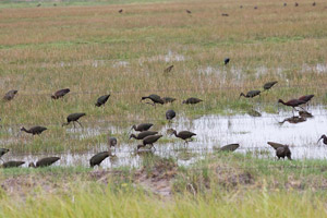 White-faced Ibises