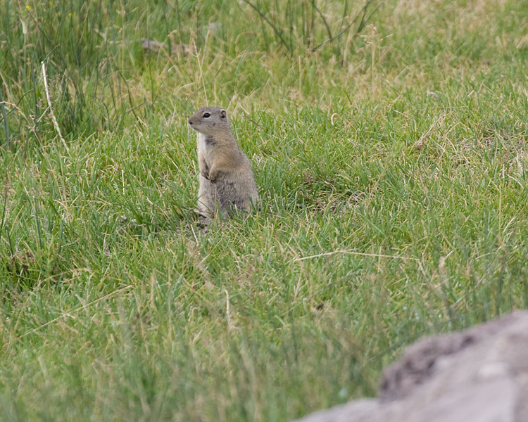 [Belding's Ground-Squirrel]