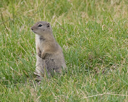 Belding's Ground-Squirrel