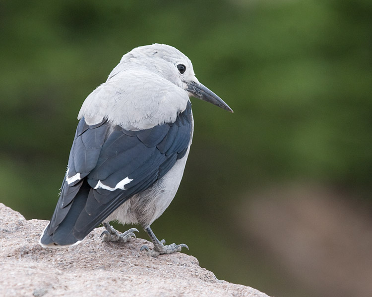 [Clark's Nutcracker]