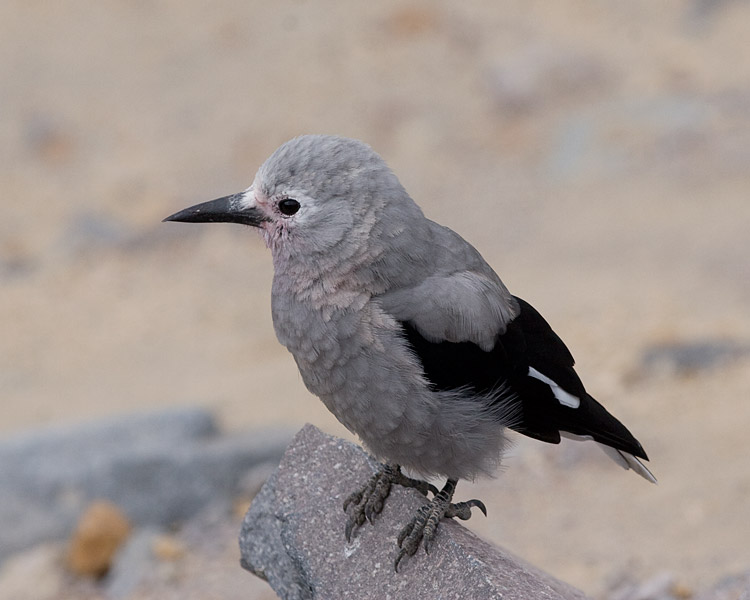 [Young Clark's Nutcracker]