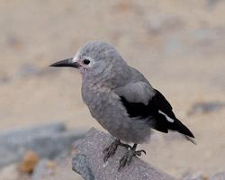 Young Clark's Nutcracker