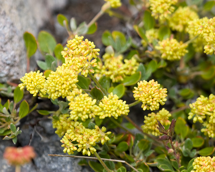 [Sulphur Flower]